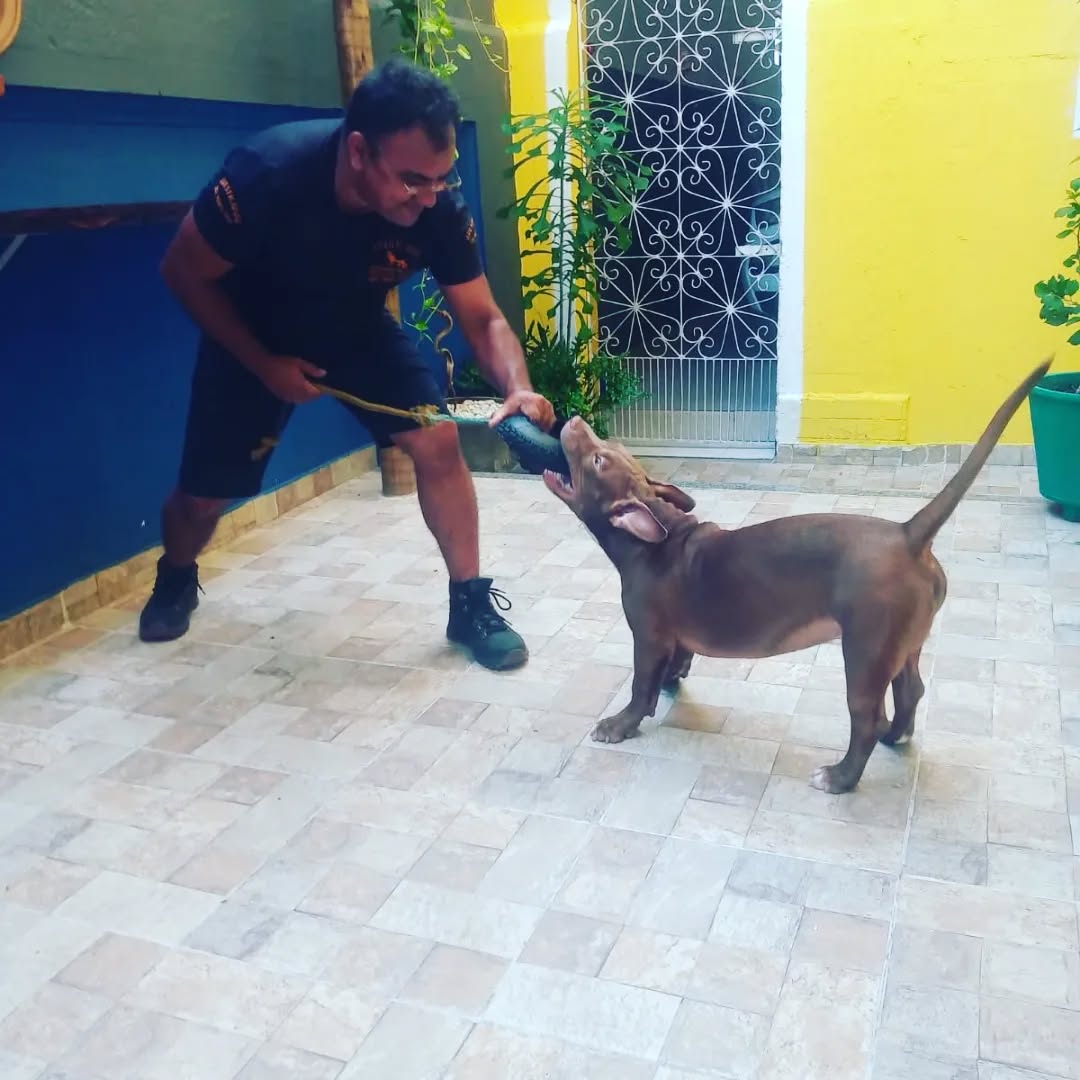 Correção Comportamental